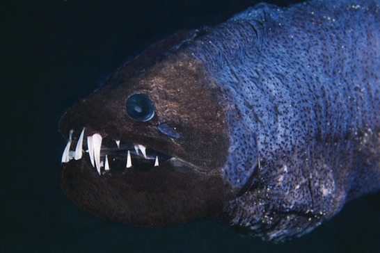 10 loài cá quá xấu xí để miêu tả