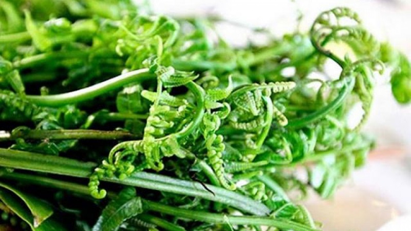 Salad - món ăn bình dân với hương vị dược liệu tự nhiên bổ dưỡng